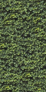 Plytki dekor zielone liście Casalgrande Padana Limpha Arborea 120x240 6,5mm